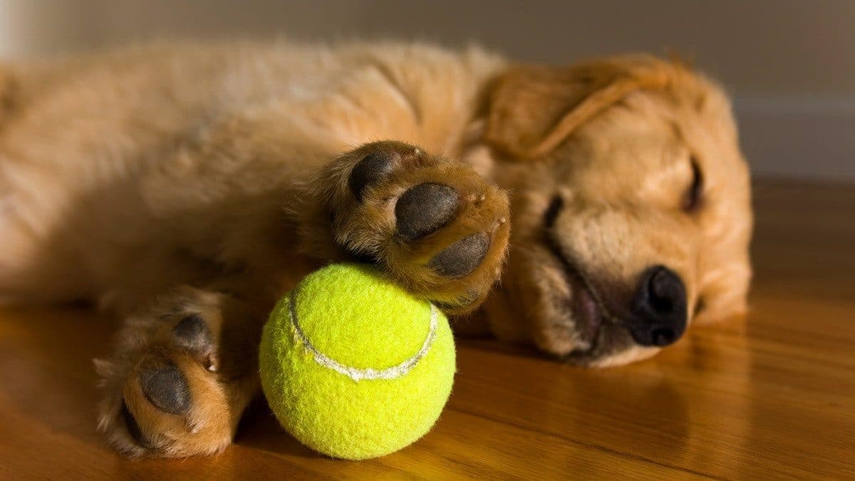 Hund sover med tennisball. FOTO